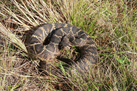 Eastern diamondback rattlesnake (John Jensen_Georgia DNR)